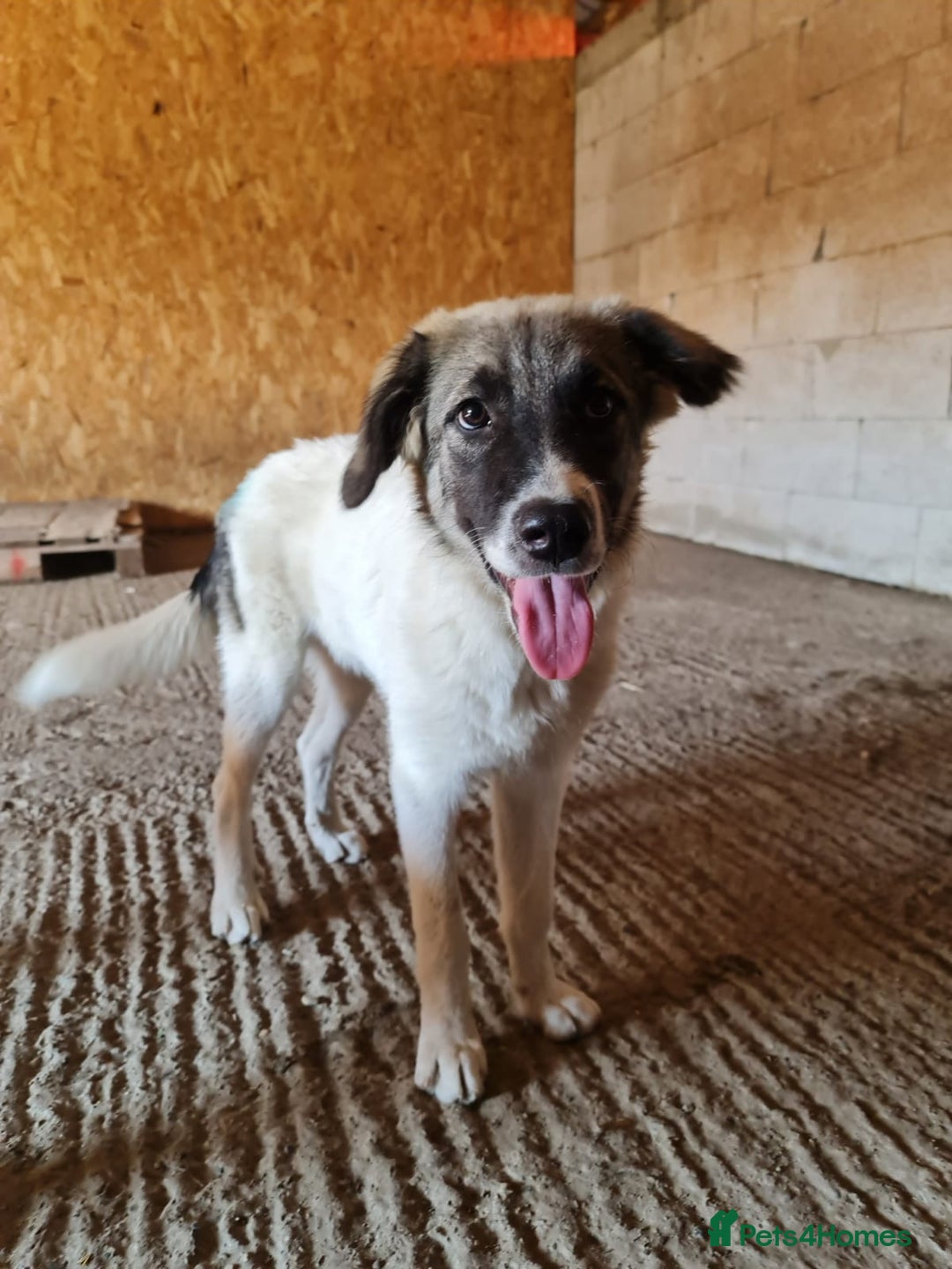 Mixed Breed dogs for adoption: Beautiful and Gentle HEIDI - for a Loving Home - Image 6