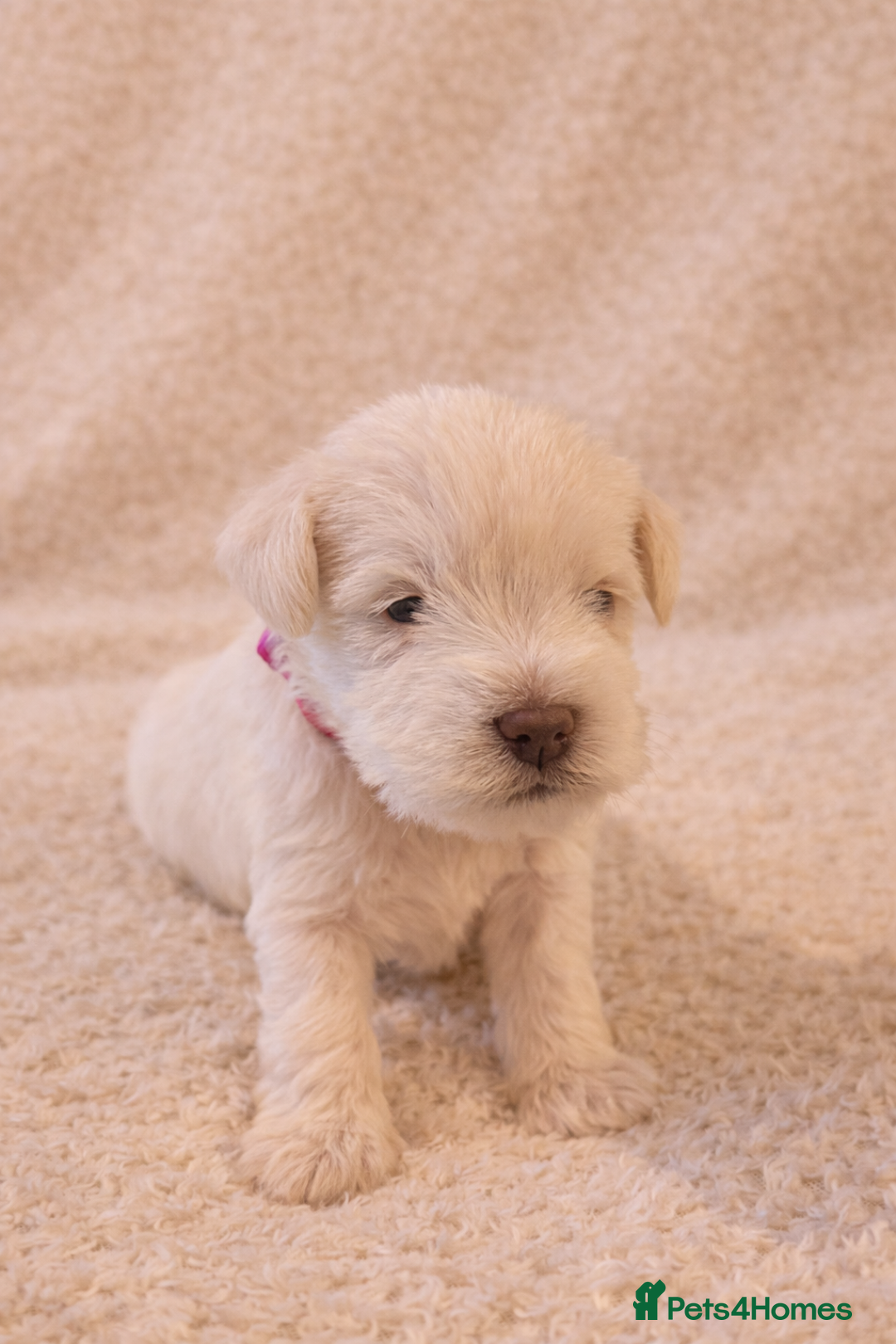 Miniature Schnauzer dogs for sale: KC Reg Rare Miniature Schnauzers - Advert 7