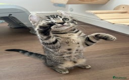Keetso cats for sale: Reduced Ready now Last 1, Rare Jungle Curl Kittens in Portsmouth - Image 33