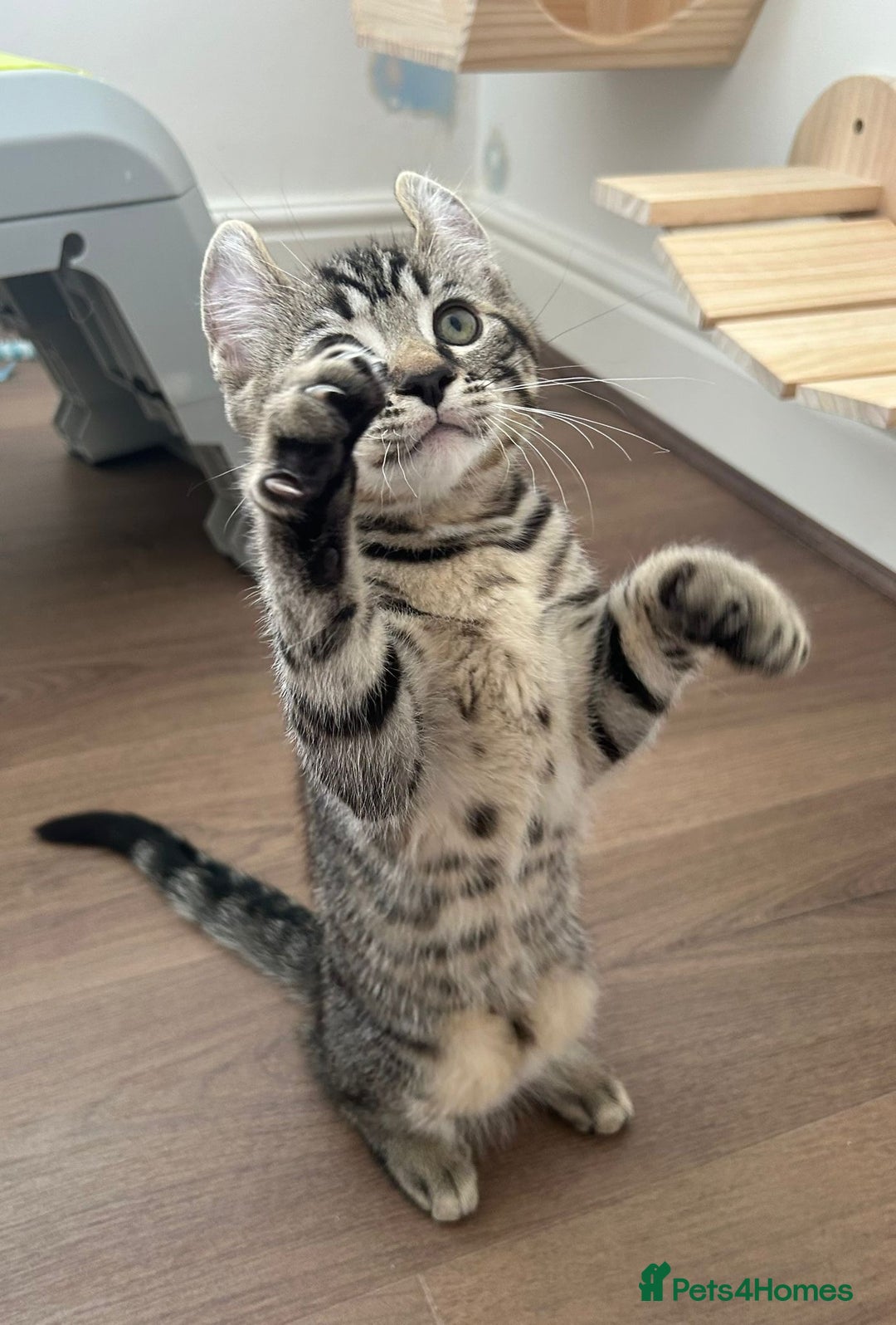 Keetso cats for sale: Reduced Ready now Last 1, Rare Jungle Curl Kittens in Portsmouth - Image 33