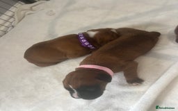 Boxer dogs for sale: Stunning Kc Boxer Puppies - Image 30