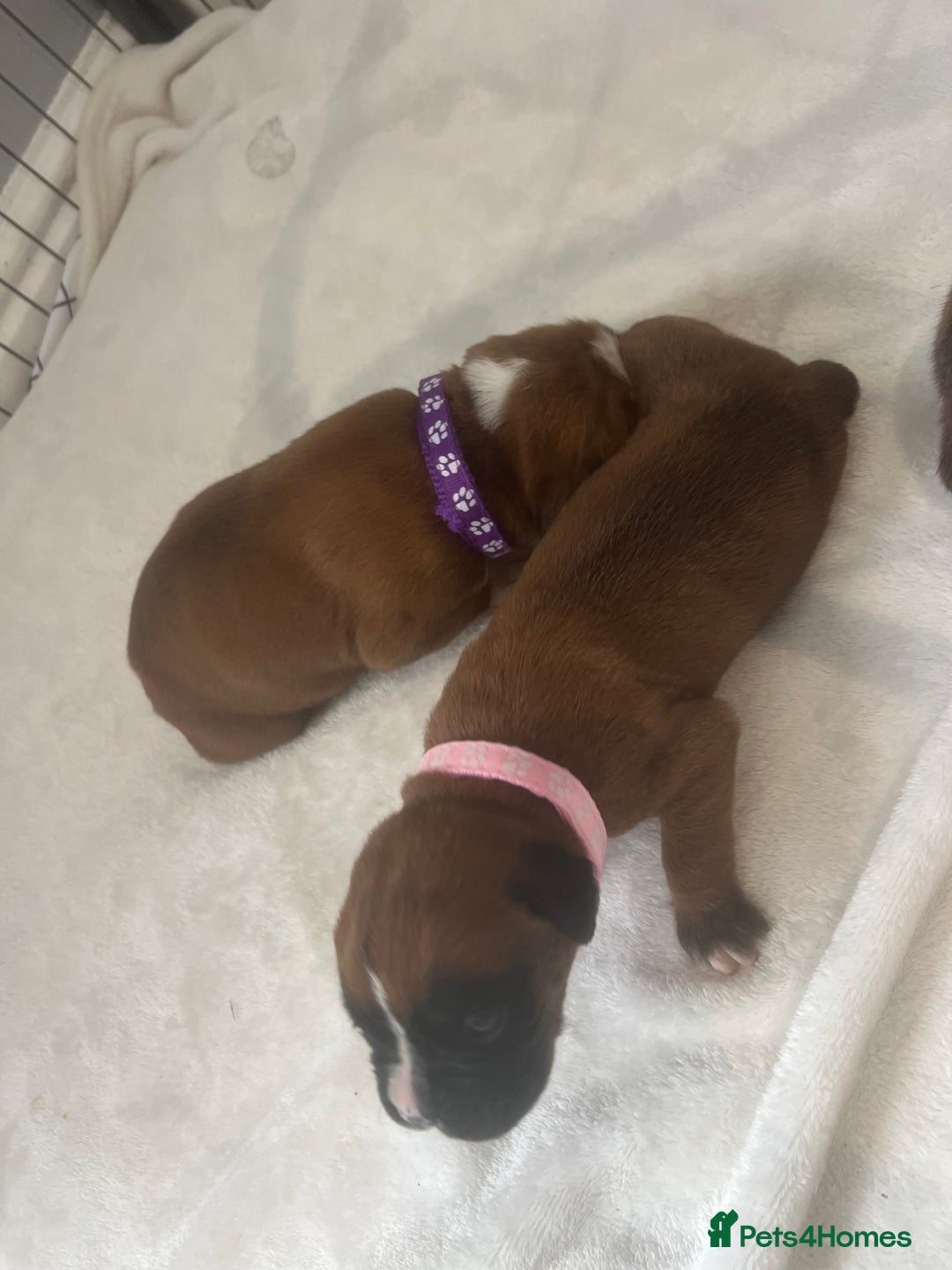 Boxer dogs for sale: Stunning Kc Boxer Puppies - Image 30