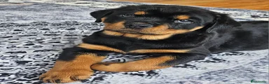 Rottweiler Puppy 9