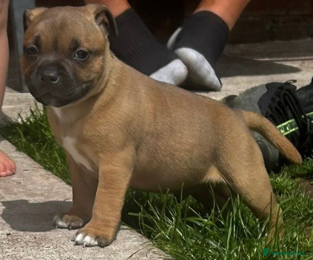 Staffordshire Bull Terrier dogs for stud: Our Red Boy Available For Stud in Pontypridd - Image 19