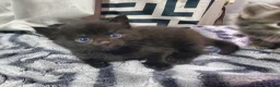 Mixed Breed cats for sale: 4 CUTE KITTENS FOR SALE!  - Advert 11