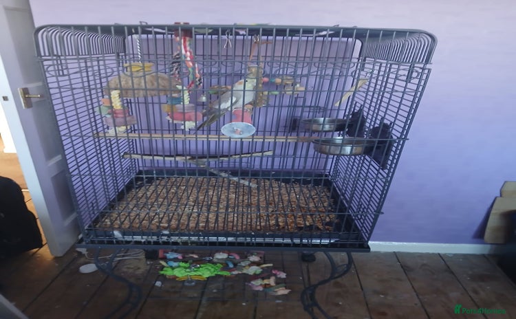 Cockatiels birds - Advert 1