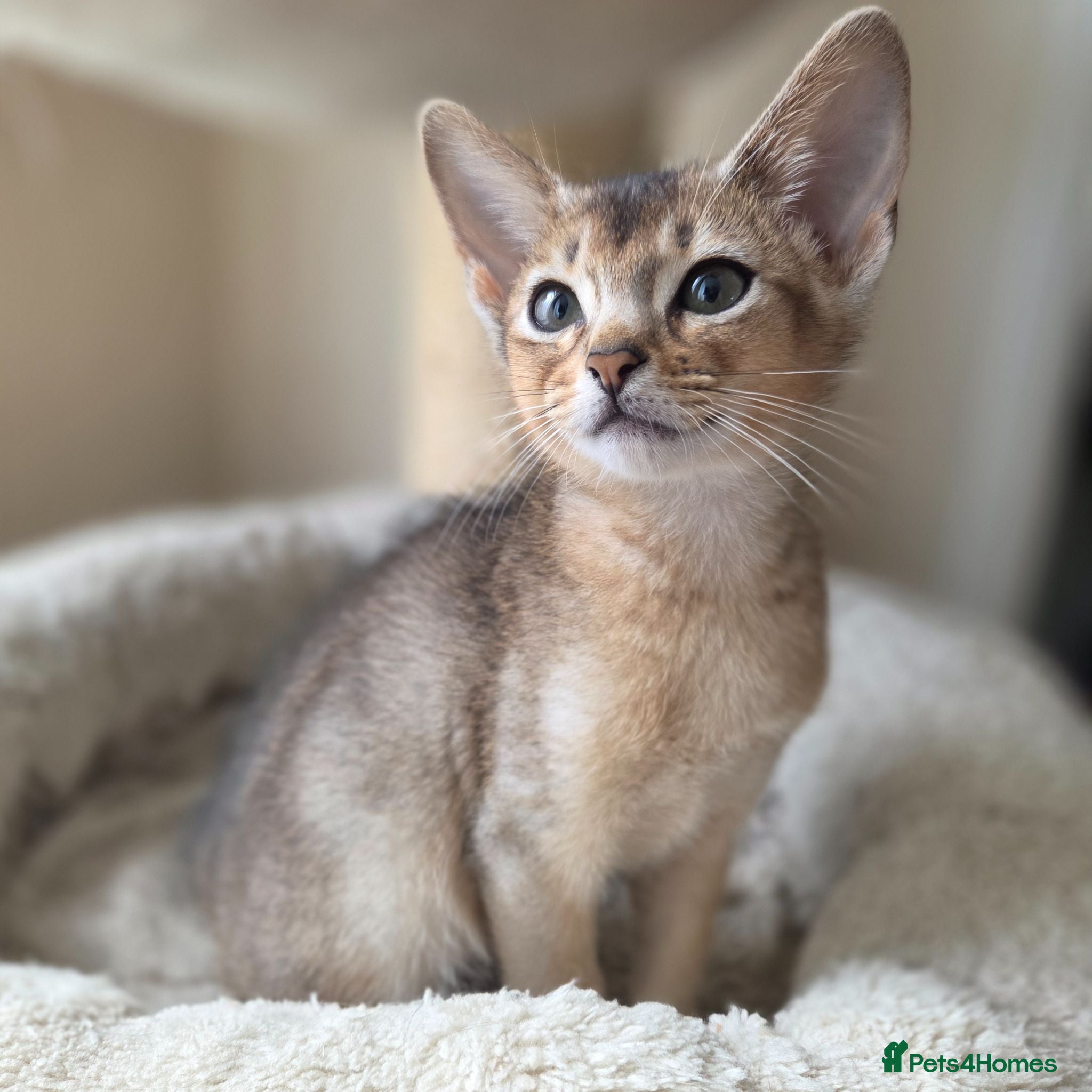 Abyssinian cats for sale: 🏡 Last Boy Looking for a Home ❤️  - Advert 2