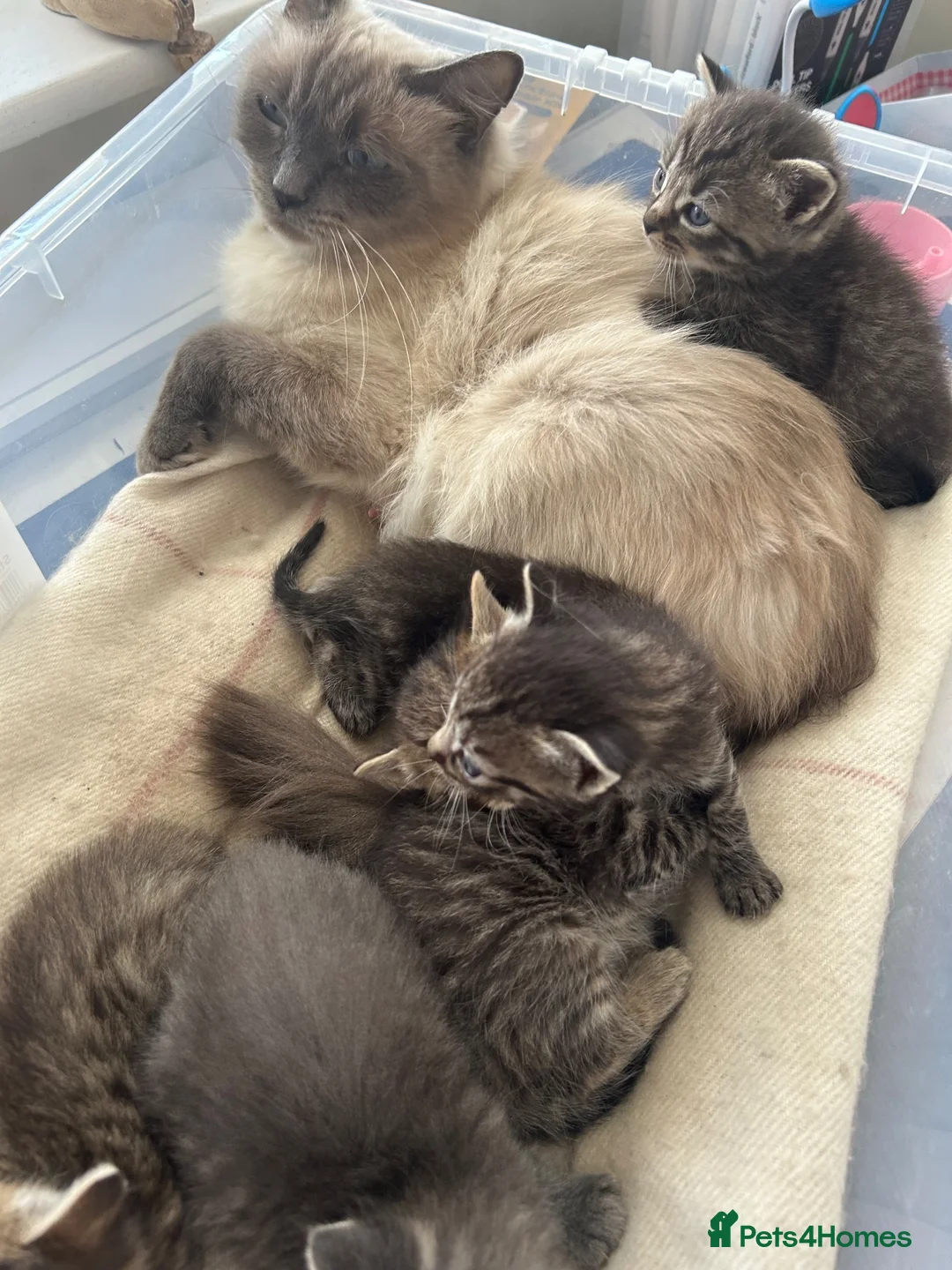Ragdoll cats for sale: Half ragdoll half bengal kittens  - Advert 9