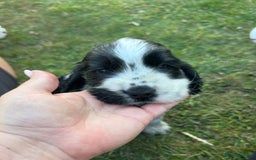 Cocker Spaniel dogs for sale: READY NOW Show potential cocker pups black white in Birmingham - Image 1