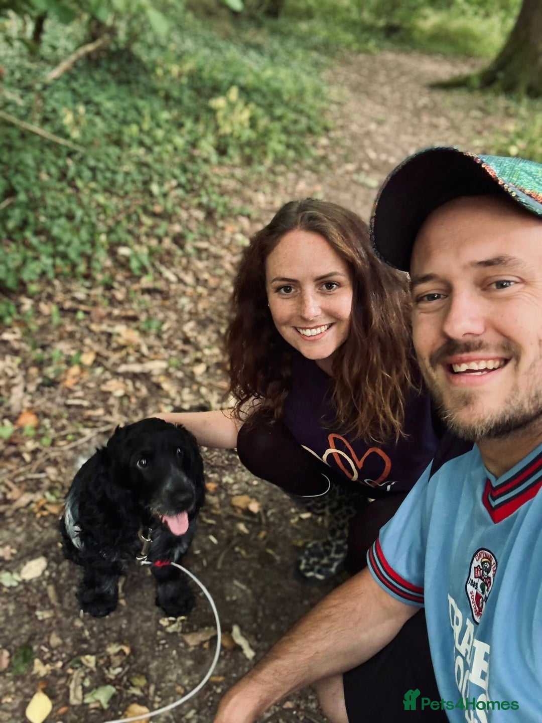 Cocker Spaniel dogs for sale: Poppy The Pedigree, KC REG, Show Cocker Spaniel - Advert 7