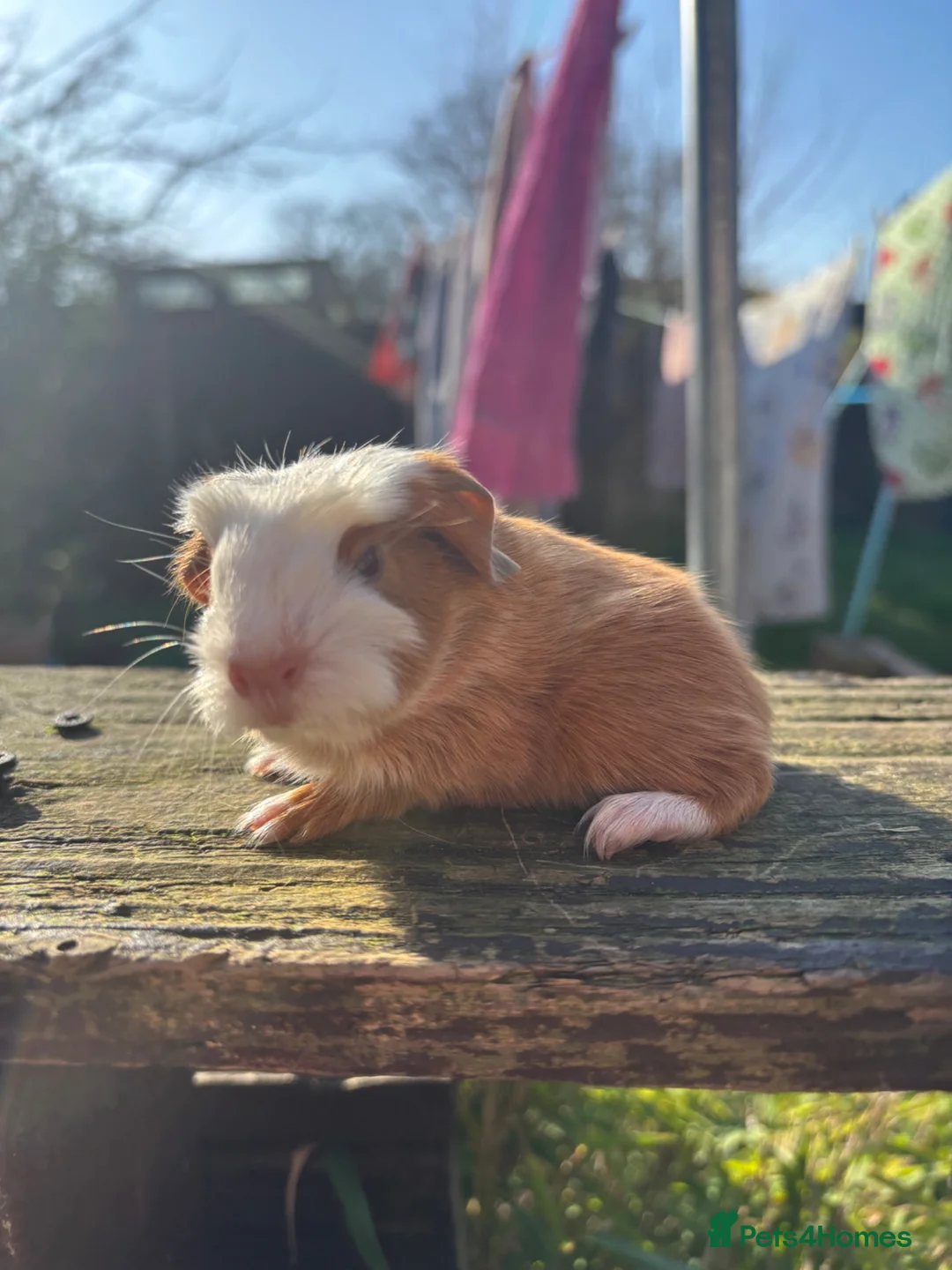 Guinea Pig rodents for sale: Baby boar in Birkenhead - Advert 1