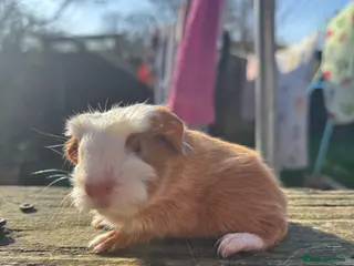 Guinea Pig rodents Baby boar - Advert 6