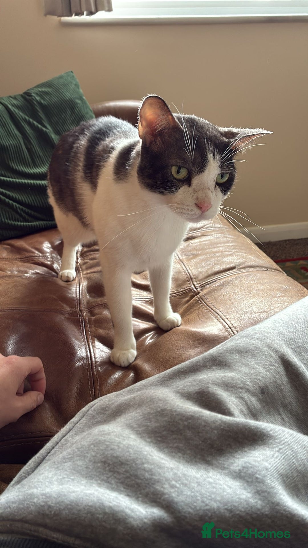 Mixed Breed cats for adoption: 🐾 Cuddly Indoor Family Cat   - Image 5