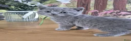 British Shorthair cats for sale: Pure British Shorthair kittens - Advert 10