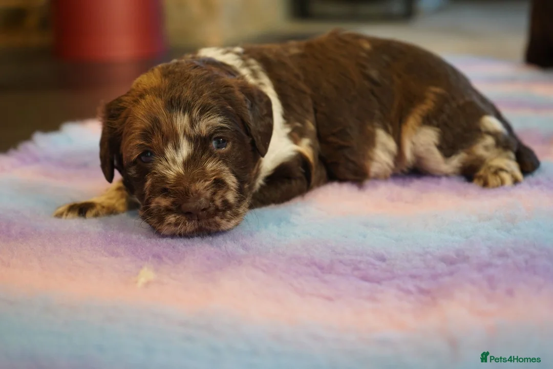 Labradoodle dogs for sale: Chocolate & chocolate Merle Labradoodles 🐾🐾🐾 - Advert 15