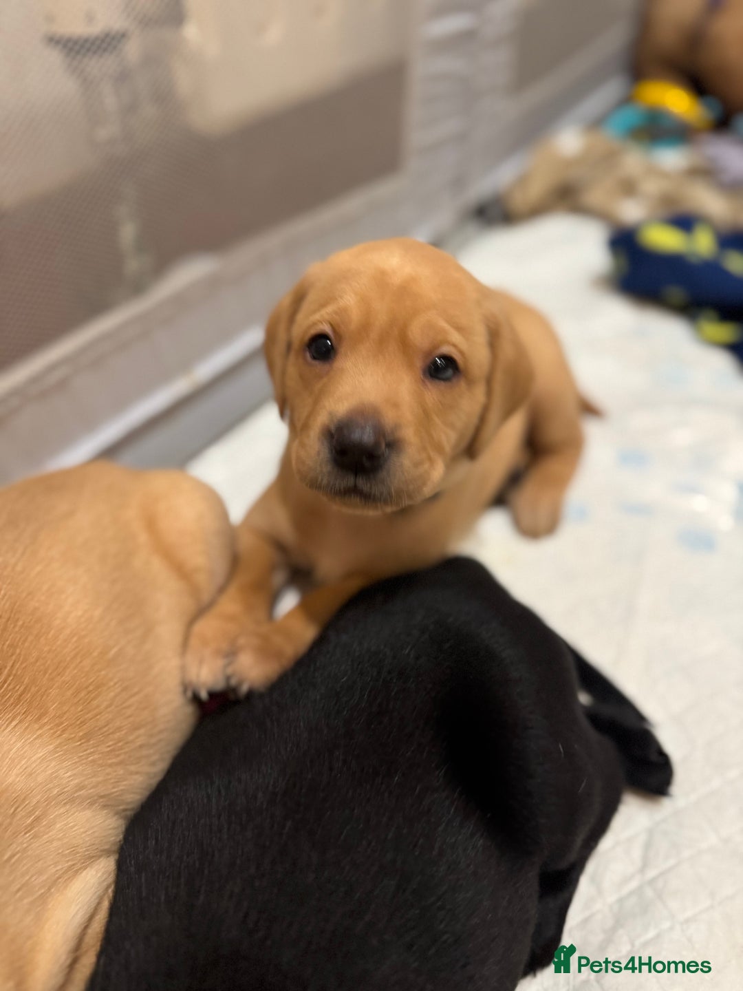 Labrador Retriever dogs for sale: 2 tan boy Labrador pups - Advert 2
