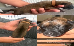 Belgian Shepherd Dog dogs for sale: JOKERLampak9🔥Narla VVk9🔥 belgian Malinois puppys - Image 6