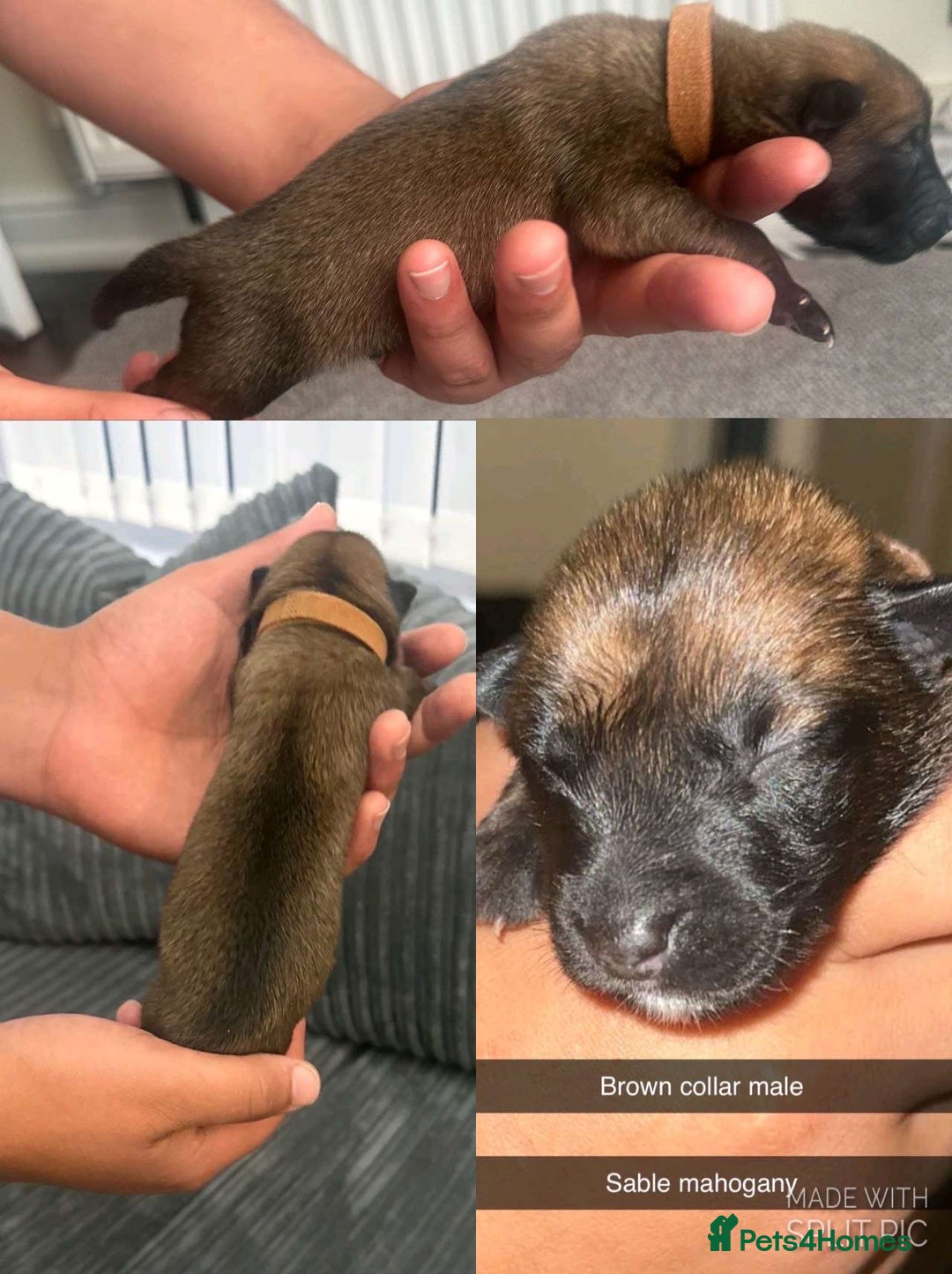 Belgian Shepherd Dog dogs for sale: JOKERLampak9🔥Narla VVk9🔥 belgian Malinois puppys - Image 6