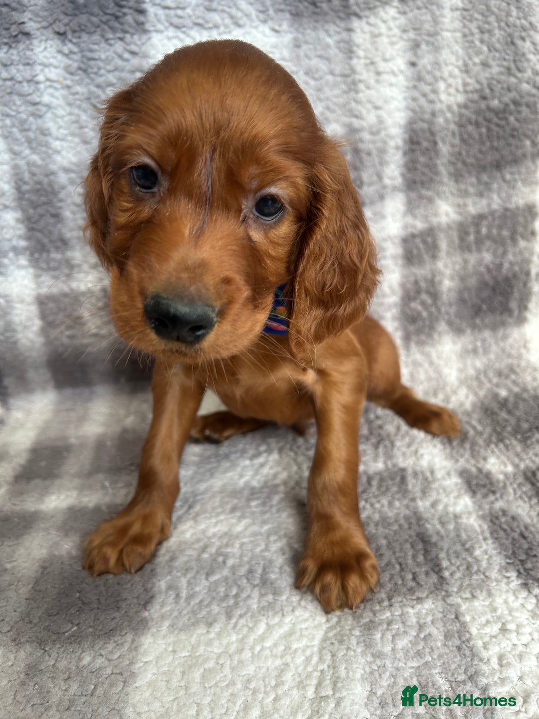 Irish Setter dogs for sale: Stunning litter of kc reg irish setters  - Image 6