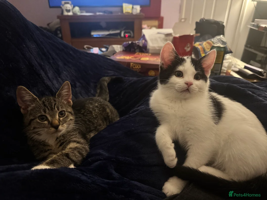 Mixed Breed cats for sale: Two kittens need new home - Advert 1