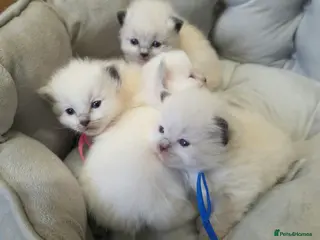 Ragdoll cats Gccf registered ragdoll kittens - Advert 2