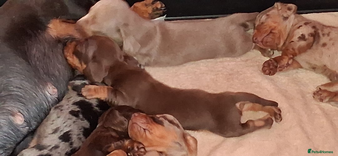 Miniature Dachshund dogs for sale: MINIATURE DASCHUND BOYS  - Advert 14