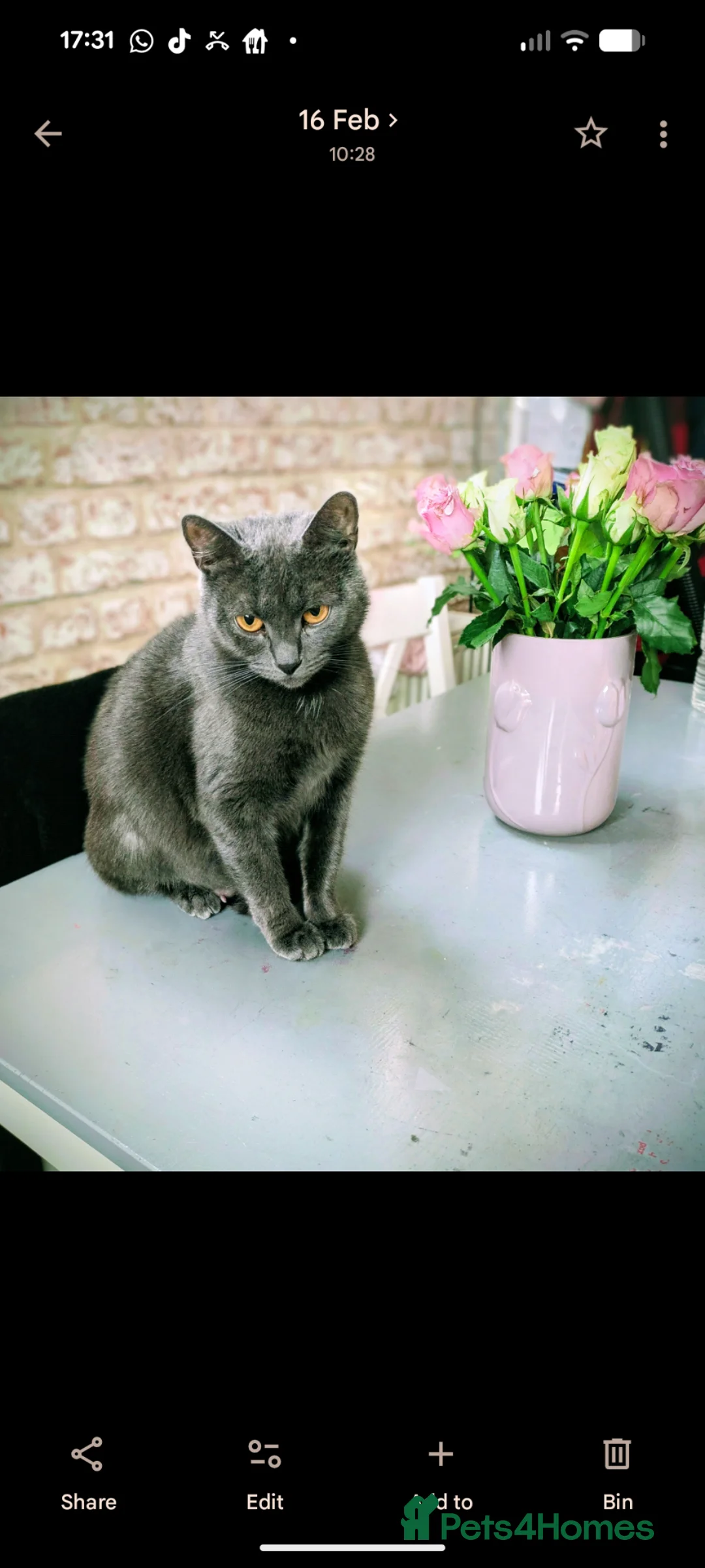 Mixed Breed cats for sale: Mixed breed kittens  - Advert 1