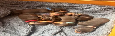 Miniature Dachshund Puppy 1