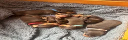 Miniature Dachshund dogs for sale: Choc and tan, mini dachshund puppies  in Eye - Advert 1