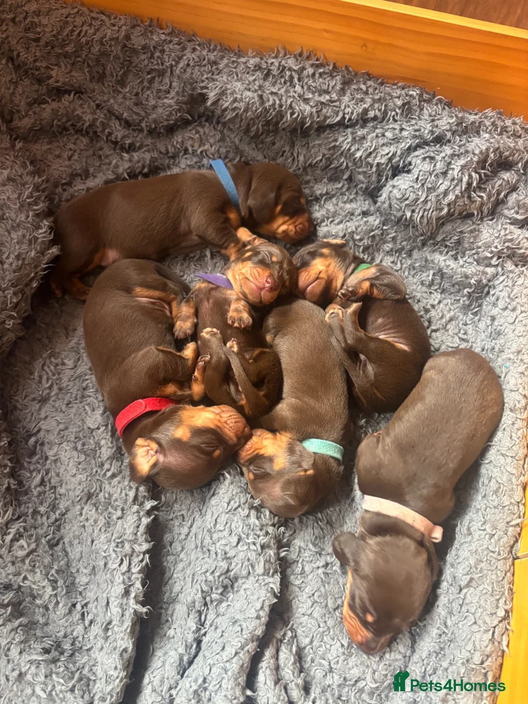 Miniature Dachshund dogs for sale: Choc and tan, mini dachshund puppies  in Eye - Advert 1