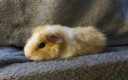 Guinea Pig rodents for sale: Pure breed baby guineapig boys - Image 3