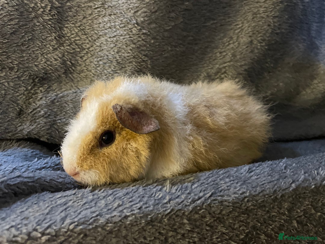 Guinea Pig rodents for sale: Pure breed baby guineapig boys - Image 3