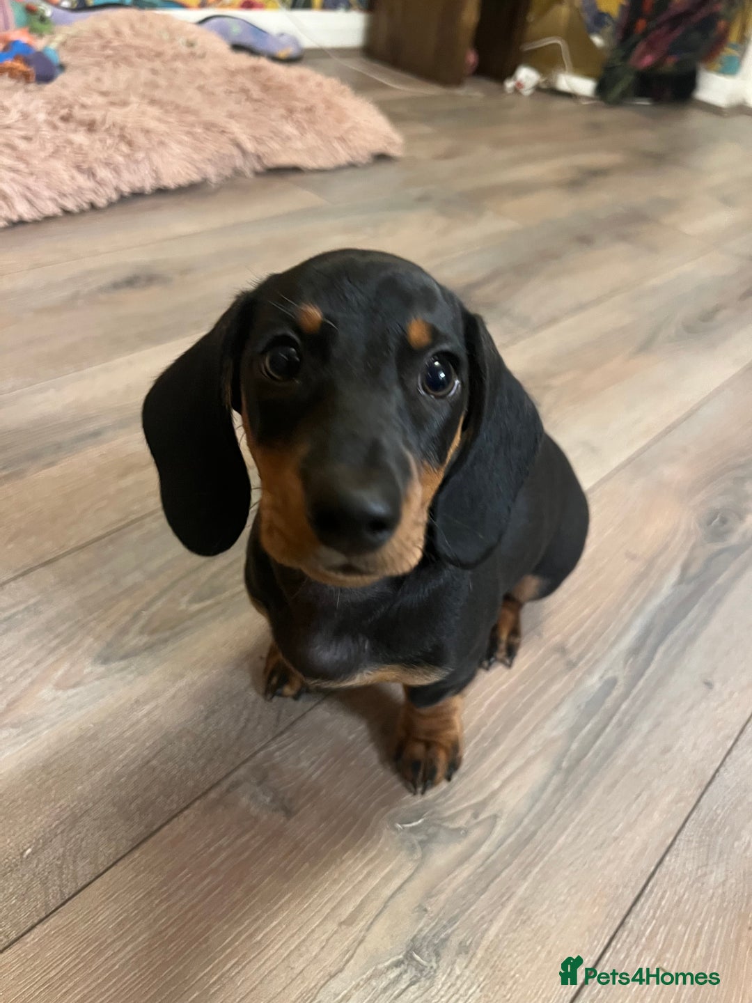 Miniature Dachshund dogs for sale: 🐾 Exceptional KC Miniature Dachshund Puppies ✨ - Advert 5