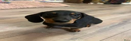 Miniature Dachshund dogs for sale: 🐾 Exceptional KC Miniature Dachshund Puppies ✨ - Advert 5