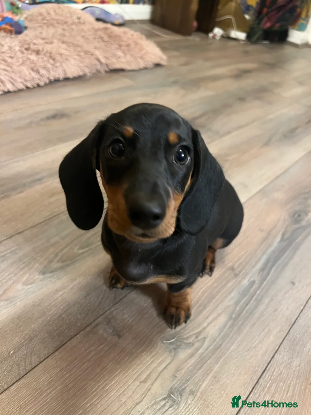 Miniature Dachshund dogs for sale: 🐾 Exceptional KC Miniature Dachshund Puppies ✨ - Advert 5