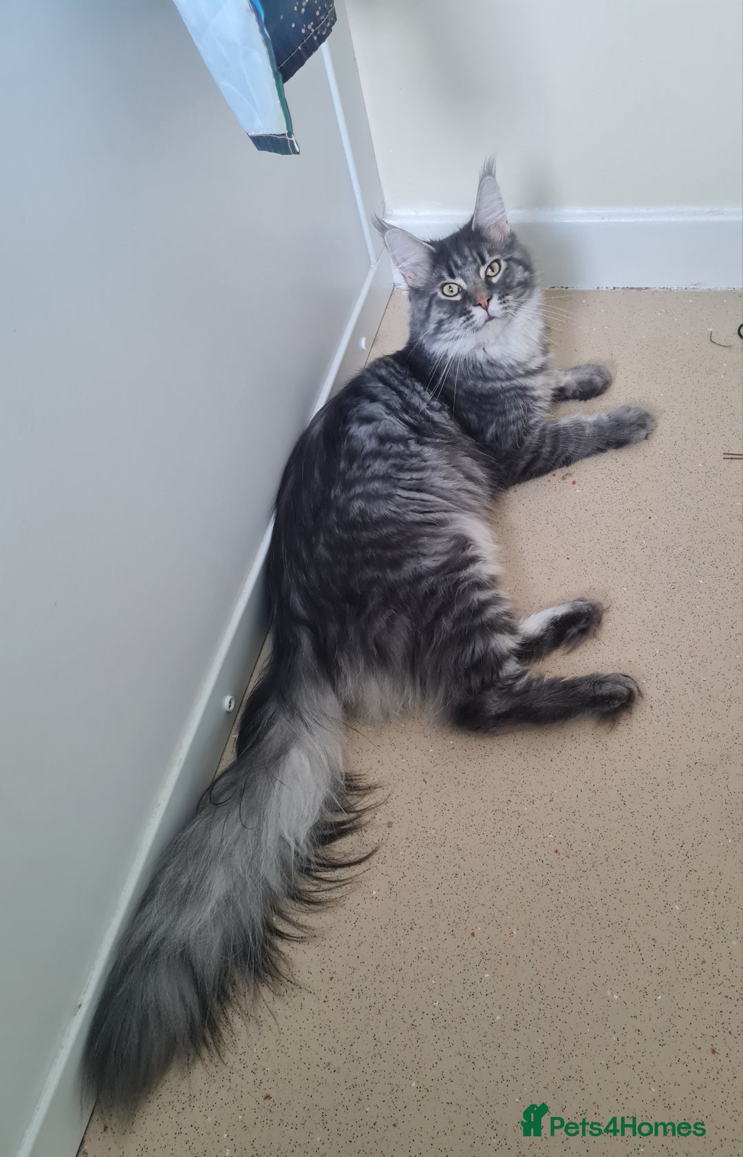 Maine Coon cats for sale: Stunning male Mainecoon  - Image 9