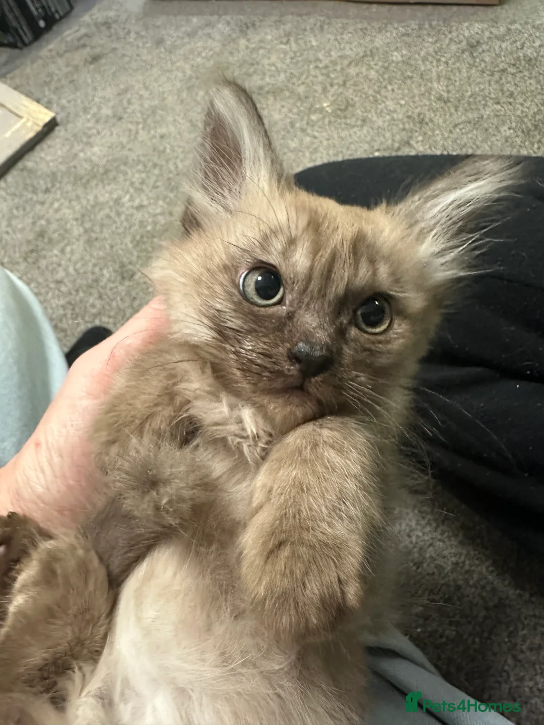 Burmilla cats for sale: GCCF Reg pedigree Asian (Burmilla)  - Advert 10