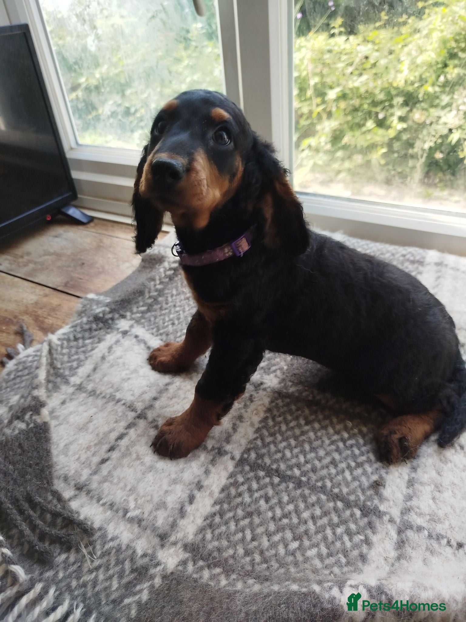 Cockapoo dogs Ready to leave Cockerpoo f2 (3 girls+3 boys - Advert 1