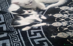 Mixed Breed cats for sale: Beautiful Littter of 4 kittens - Image 13