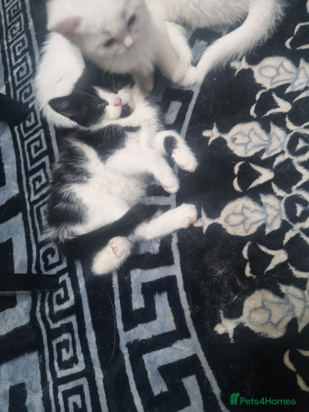 Mixed Breed cats for sale: Beautiful Littter of 4 kittens - Image 13