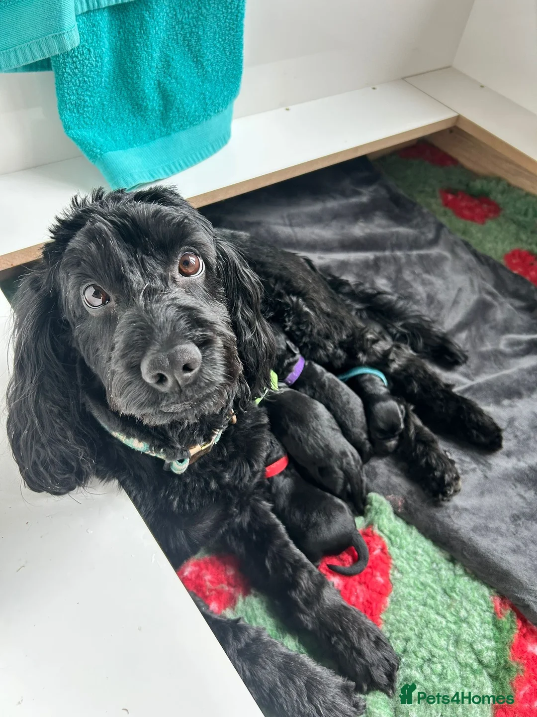 Cockapoo dogs for sale: Gorgeous Cockapoos Ready To Leave 16th May in Newcastle upon Tyne - Advert 1