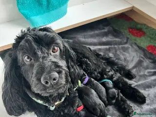 Cockapoo dogs Gorgeous Cockapoos Ready To Leave 16th May - Advert 1