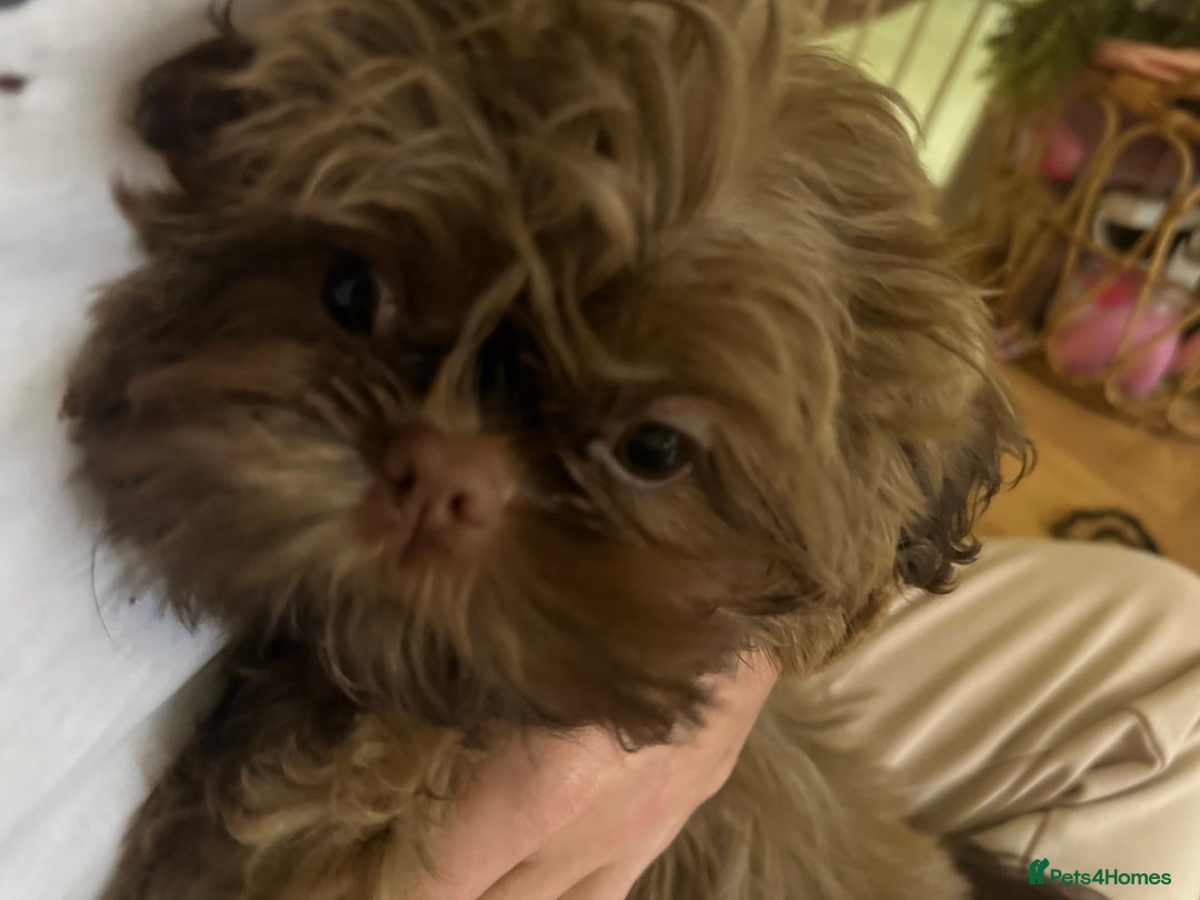 Shih Tzu dogs for sale: Stunning Karashishi Shih tzus - Advert 27