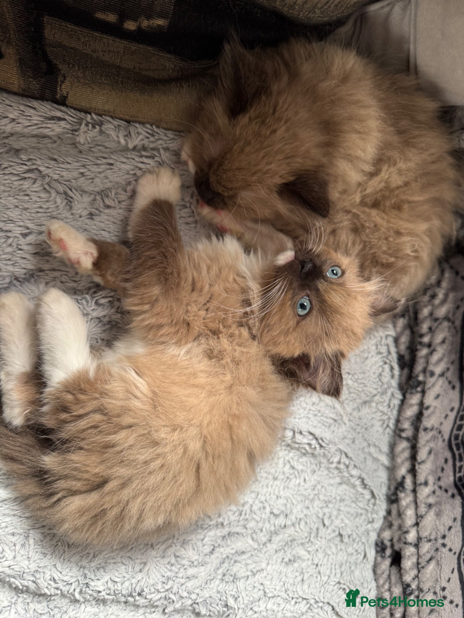 Ragdoll cats Beautiful mink coloured ragdolls kittens ready now - Advert 16