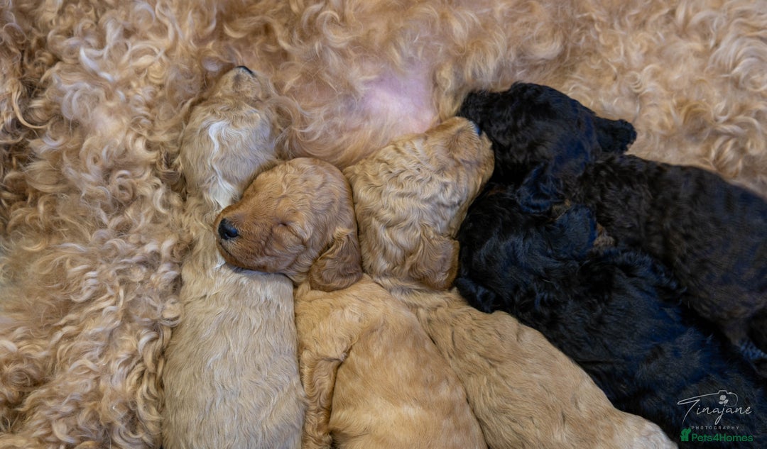 Goldendoodle dogs for sale: Mini Golden doodles - Advert 1