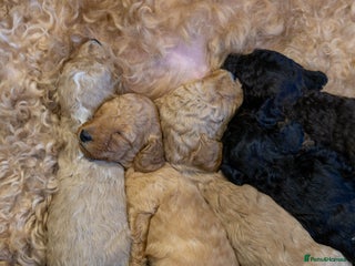 Goldendoodle dogs Mini Golden doodles - Advert 1