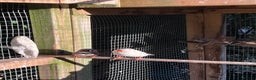 Mixed Breed birds for sale: Aviary of birds free to good home - Advert 2