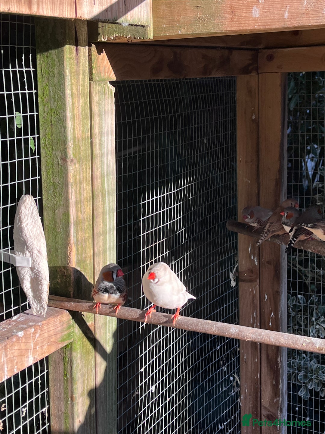 Mixed Breed birds for sale: Aviary of birds free to good home - Advert 2