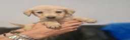 Labradoodle dogs for sale: Labradoodles  - Advert 15