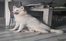 Siberian Husky dogs for sale: 10 month old white female  - Image 2